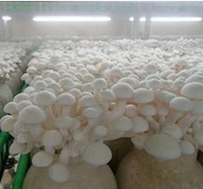 蘑菇冷庫(kù)知識(shí)介紹