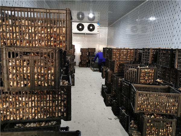 保鮮冷庫存放鮮香菇溫度多少度比較合適？