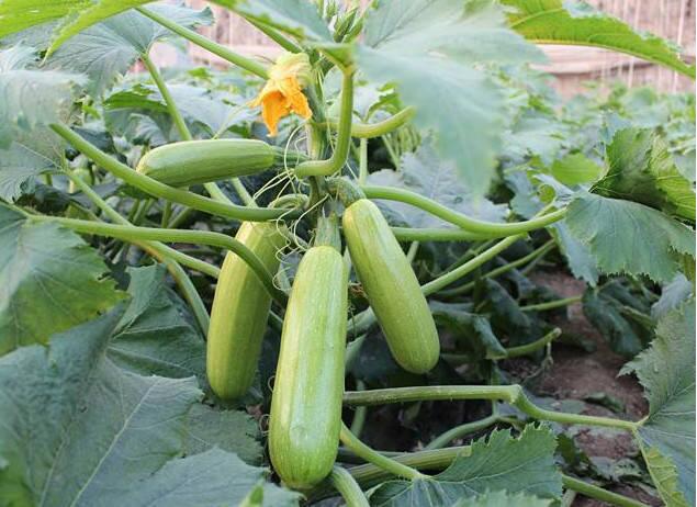 西葫蘆保鮮儲(chǔ)藏有哪些注意事項(xiàng)？