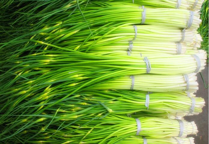 冷庫(kù)內(nèi)氧氣含量高對(duì)蒜苔儲(chǔ)藏有什么危害？