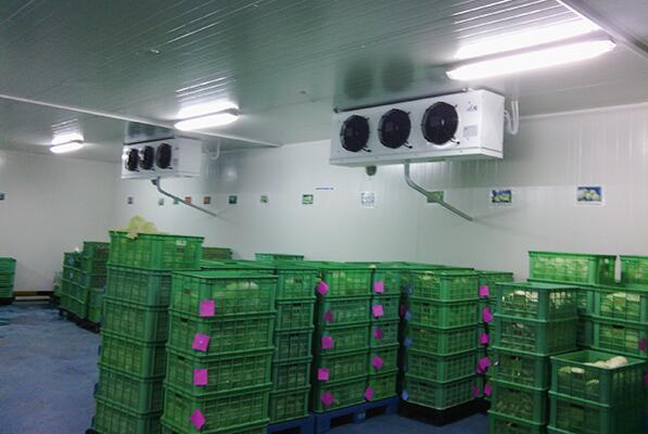 談談蔬菜保鮮庫建造要求有哪些