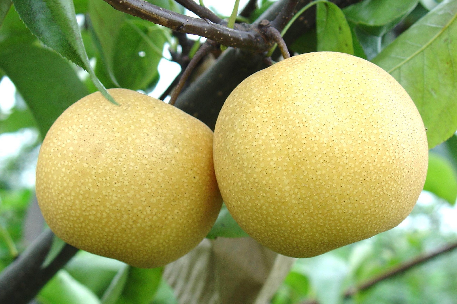 梨的冷藏儲(chǔ)藏小妙招